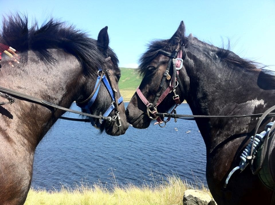 Enjoy Horse Riding In Rossendale Visit Rossendale